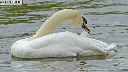 Cygne tuberculé
