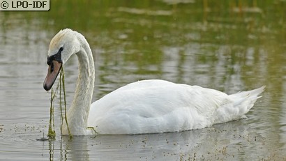 Cygne tuberculé