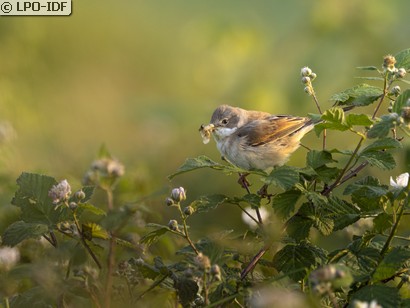 Fauvette grisette