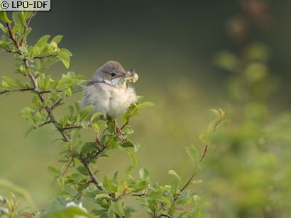 Fauvette grisette