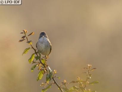 Fauvette grisette