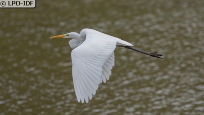 Grande Aigrette