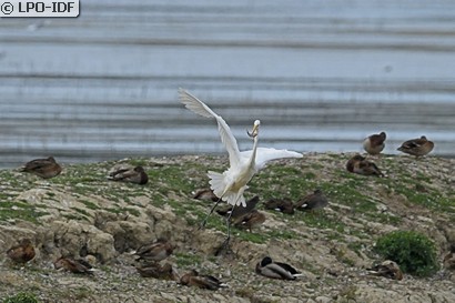 Grande Aigrette