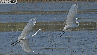 Grande Aigrette