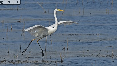 Grande Aigrette