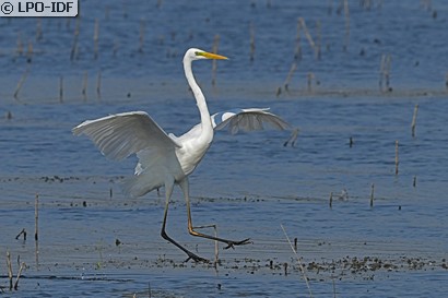 Grande Aigrette