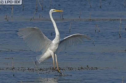 Grande Aigrette