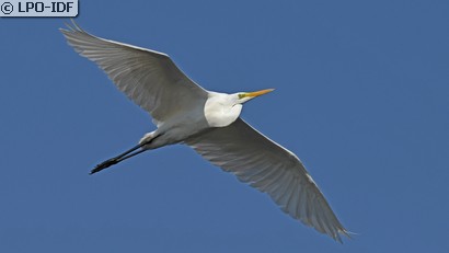 Grande Aigrette