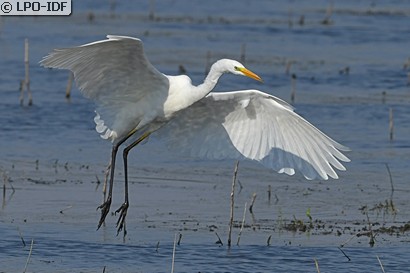 Grande Aigrette