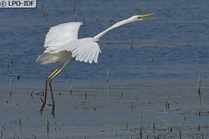 Grande Aigrette