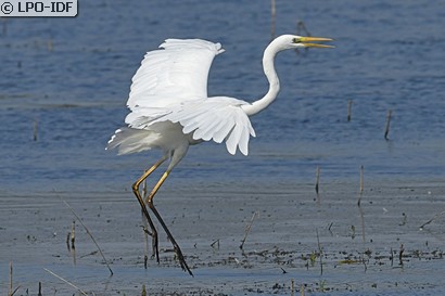 Grande Aigrette