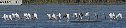 Grande Aigrette