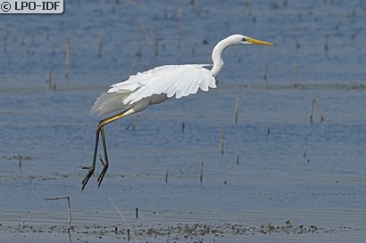 Grande Aigrette