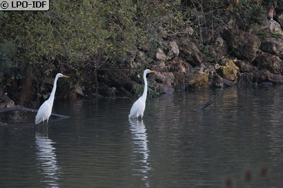 Grande Aigrette