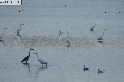 Grande Aigrette