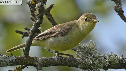 Hypolaïs polyglotte