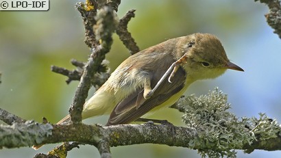Hypolaïs polyglotte