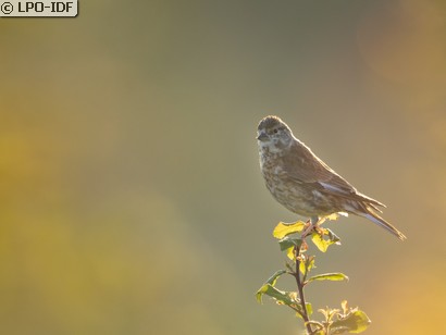Linotte mélodieuse