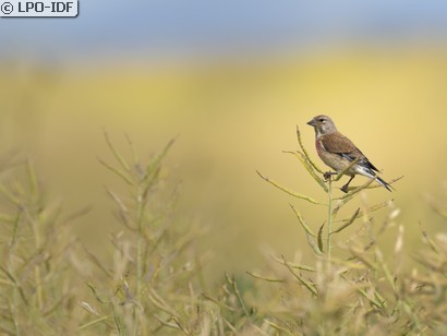 Linotte mélodieuse