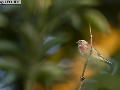 Linotte mélodieuse