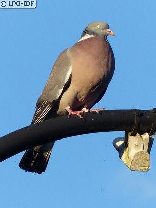 Pigeon ramier