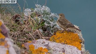 Pipit maritime