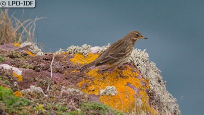 Pipit maritime