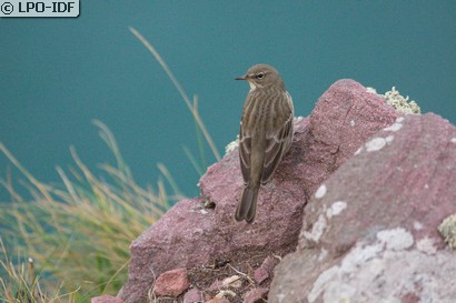 Pipit maritime
