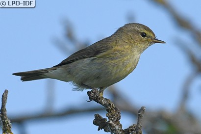 Pouillot véloce