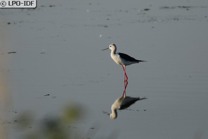 Échasse blanche