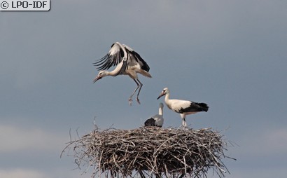 Cigogne blanche