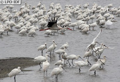 Cigogne blanche