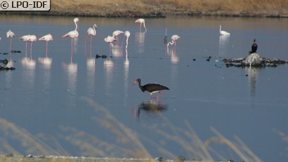 Cigogne noire