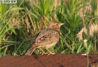 Cochevis huppé