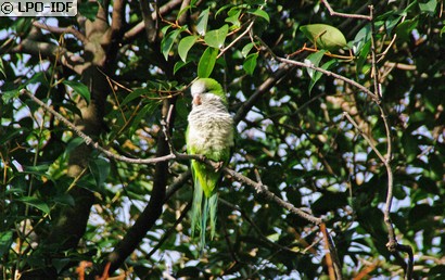 Conure veuve