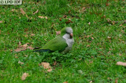 Conure veuve