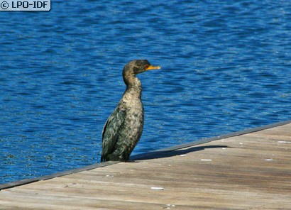 Cormoran africain