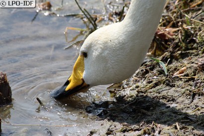 Cygne chanteur