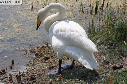 Cygne chanteur