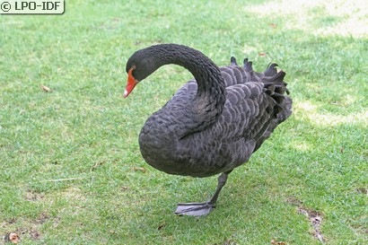 Cygne noir