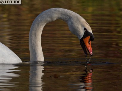 Cygne tuberculé