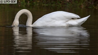Cygne tuberculé