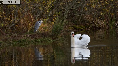Cygne tuberculé
