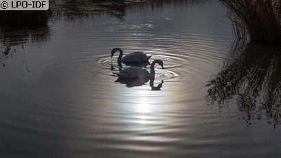 Cygne tuberculé