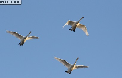 Cygne tuberculé
