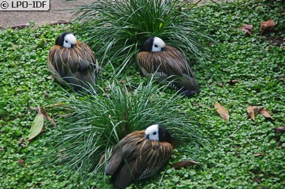 Dendrocygne veuf