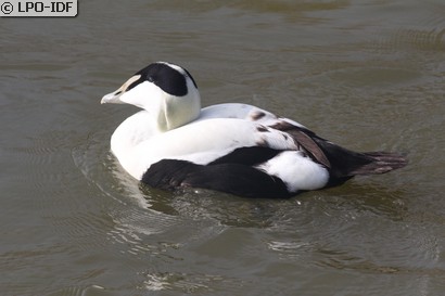 Eider à duvet