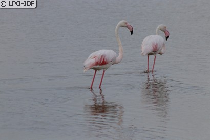 Flamant rose