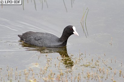 Foulque macroule