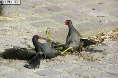 Gallinule poule-d'eau
